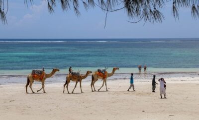 Best Seasons to Visit Diani, Kenya, for Different Types of Travelers 